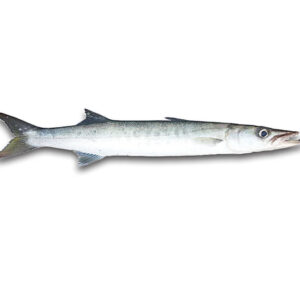Barracuda
