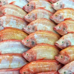 Tilapia