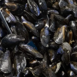 Moules