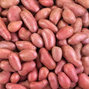 pomme de terre rouge