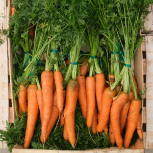 Carotte Botte