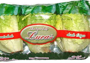 Salade sucrine Lucas 6P