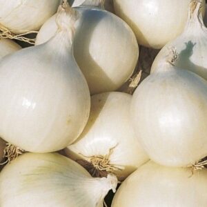 Oignon blanc