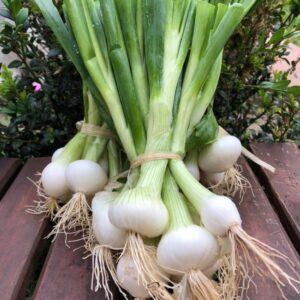 Oignon Botte espagnol