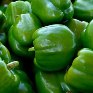 poivrons verts