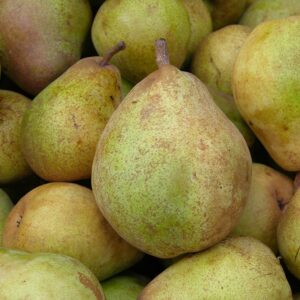 poire doyenné